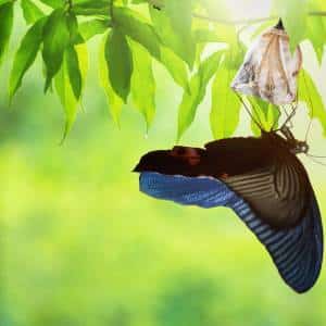 Butterfly coming out of it's cocoon under a leafy branch.